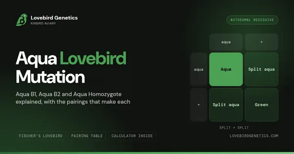 Breeding Aqua Lovebirds: Every Pairing and Combination