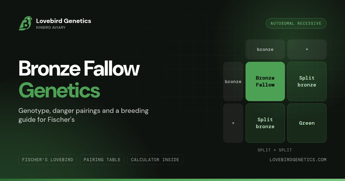 Bronze Fallow Mutation in Lovebirds: Genotype, Danger Pairings & Breeding Guide