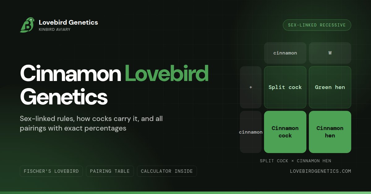 Cinnamon Mutation in Lovebirds:Sex-Linked Inheritance & All Pairings