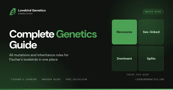 Complete Lovebird Genetics Guide: All Mutations and Inheritance Rules