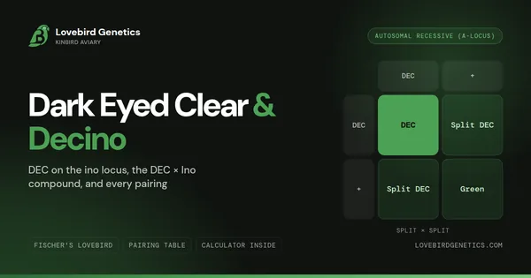 Dark Eyed Clear (DEC) & DEC / Ino Mutation in Lovebirds