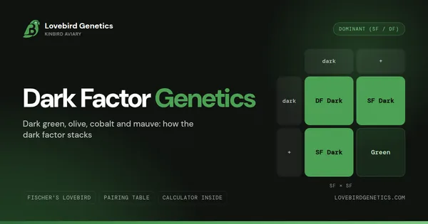 Dark Factor Lovebird Genetics: Dark Green, Olive, Cobalt & Mauve