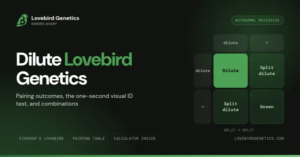 Dilute Lovebird Genetics: Pairing Outcomes, Visual ID & Combinations