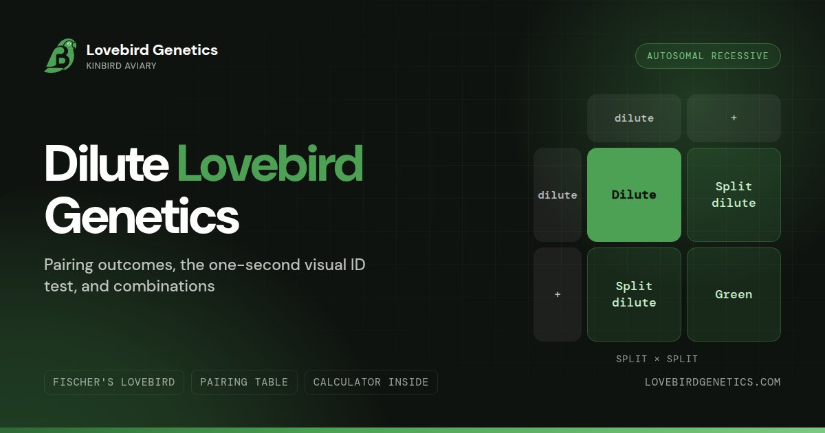 Dilute Mutation in Lovebirds:Pairing Outcomes, Visual ID & Combinations