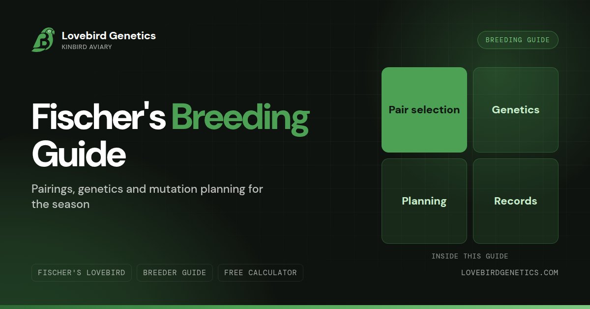 Fischer's Lovebird Breeding Guide: Pairings, Genetics, and Mutation Planning