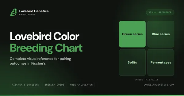 Lovebird Color Breeding Chart: Complete Visual Reference