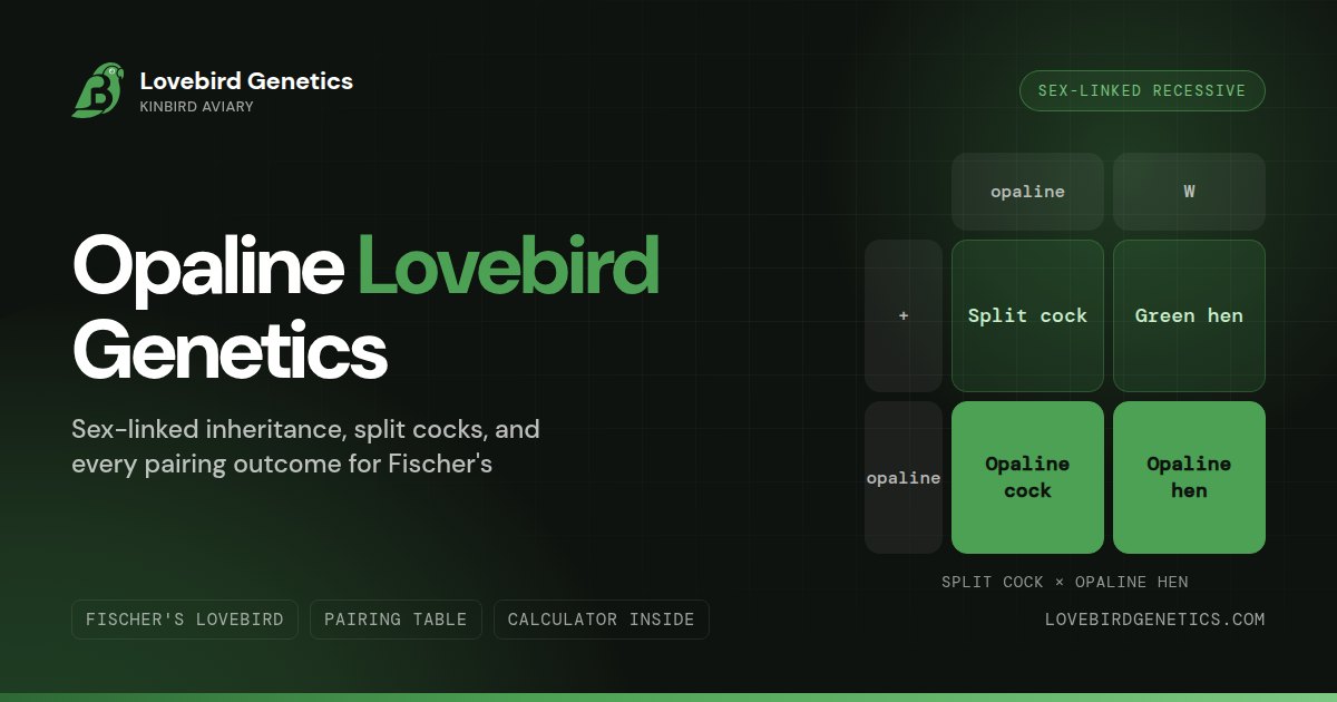 Opaline Lovebird Genetics:The Complete Breeder's Guide