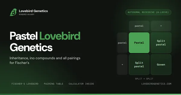 Pastel Lovebird Genetics: Inheritance, Ino Compounds and All Pairings