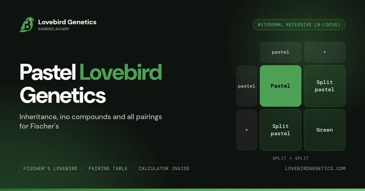 Pastel Lovebird Genetics:Inheritance, Ino Compounds and All Pairings