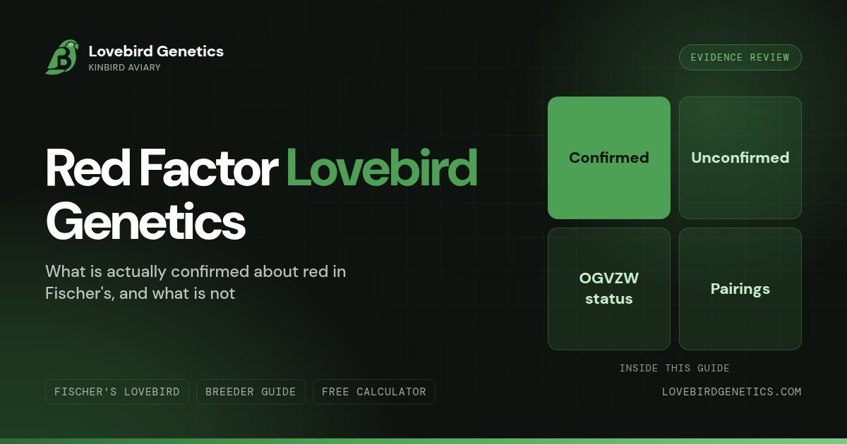 Red Factor Lovebird Genetics:What Is Actually Confirmed, and What Is Not