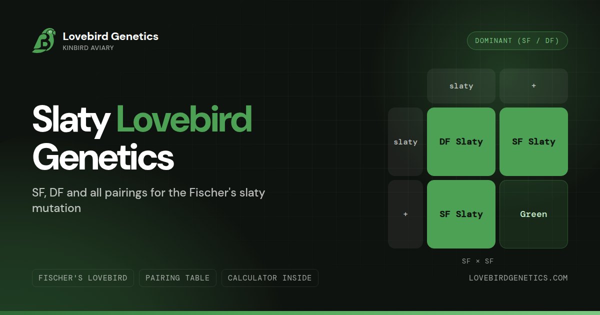 Slaty Lovebird Genetics:SF, DF and All Pairings