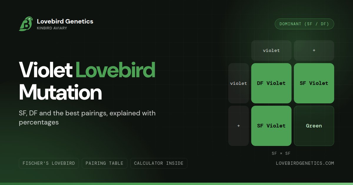 Violet Lovebird Mutation:SF, DF and Best Pairings Explained