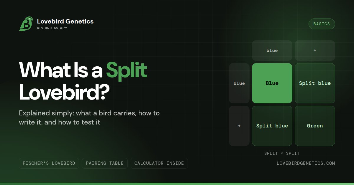 What Is a "Split" Lovebird?Explained Simply