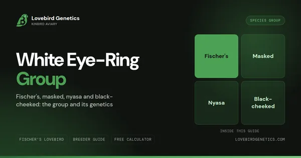 The White Eye-Ring Group: Fischer’s, Masked, Nyasa and Black-Cheeked