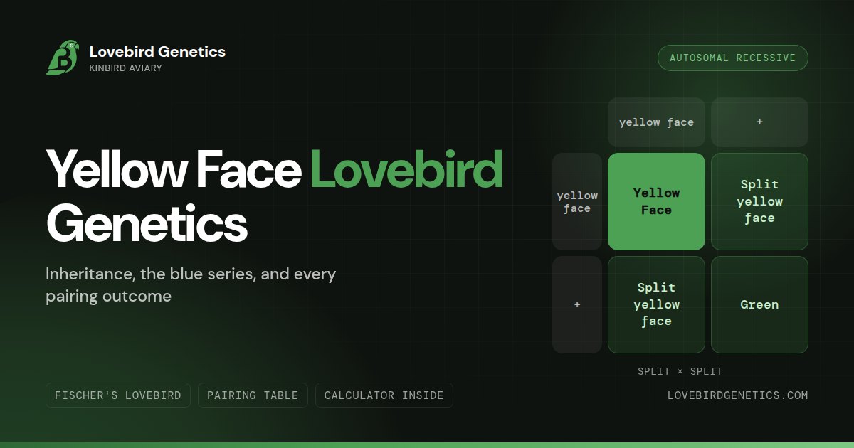 Yellow Face Mutation in Lovebirds:Inheritance, Blue Series and Pairings